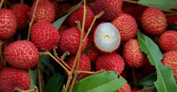 Thieu lychee crop in 2021 brings Bac Giang over 296 million USD